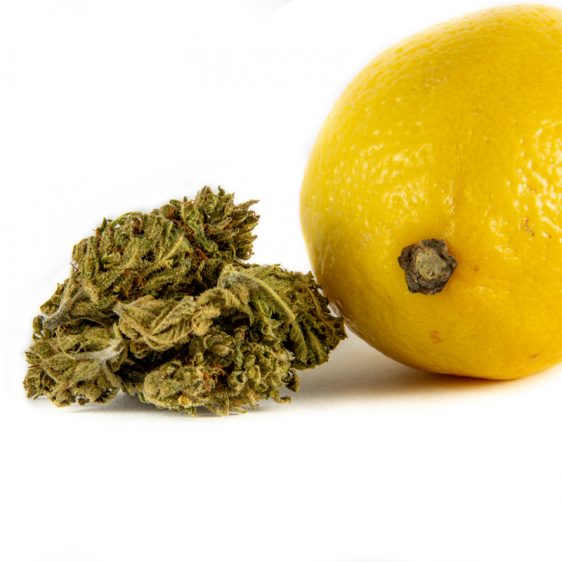 CBD-Super-Lemon-Haze