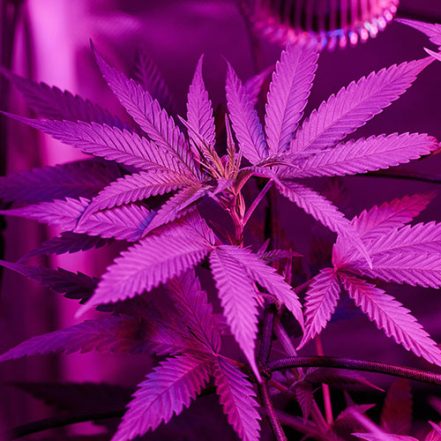 Boost Your Energy with CBD Gummies that Give You Energy