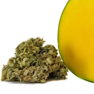 Mango Kush CBD Blüten CBD-mango-kush 1