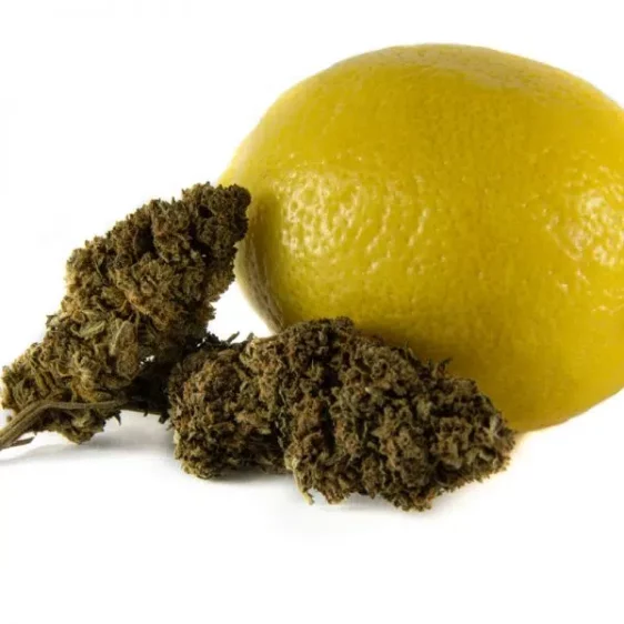 Lemon Haze PREMIUM CBD Blüten CBD-super-lemon-haze-premium 1