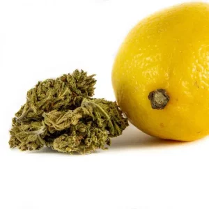 Super Lemon Haze CBD Blüten CBD-super-lemon-haze 1