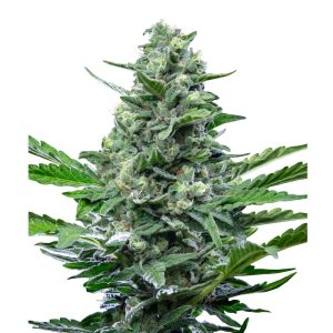 Royal Critical Auto 2