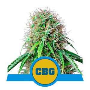 Royal CBG Auto 1