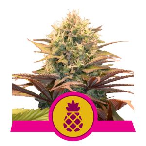 Pineapple Kush 1