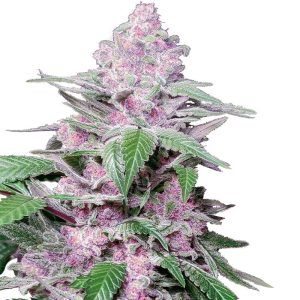 Purple Cookie Kush 1