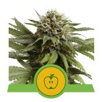 Apple Fritter Auto 1