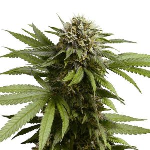 Apple Fritter Auto 2