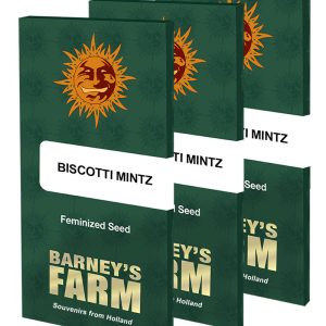 Biscotti Mintz 2