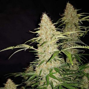 Original Jack Herer Auto 1