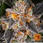 Girl Scout Cookies Girl Scout Cookies Cannabis Samen 2