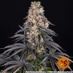 Girl Scout Cookies Girl Scout Cookies Cannabis Samen 3