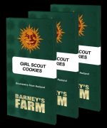 Girl Scout Cookies Girl Scout Cookies Cannabis Samen 4