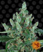 Laughing Buddha Laughing Buddha Cannabis Samen 4