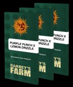 Purple Punch x Lemon Drizzle Purple Punch x Lemon Drizzle Cannabis Samen 1