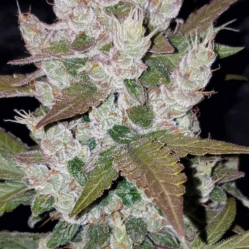 Girl Scout Cookies Auto 1