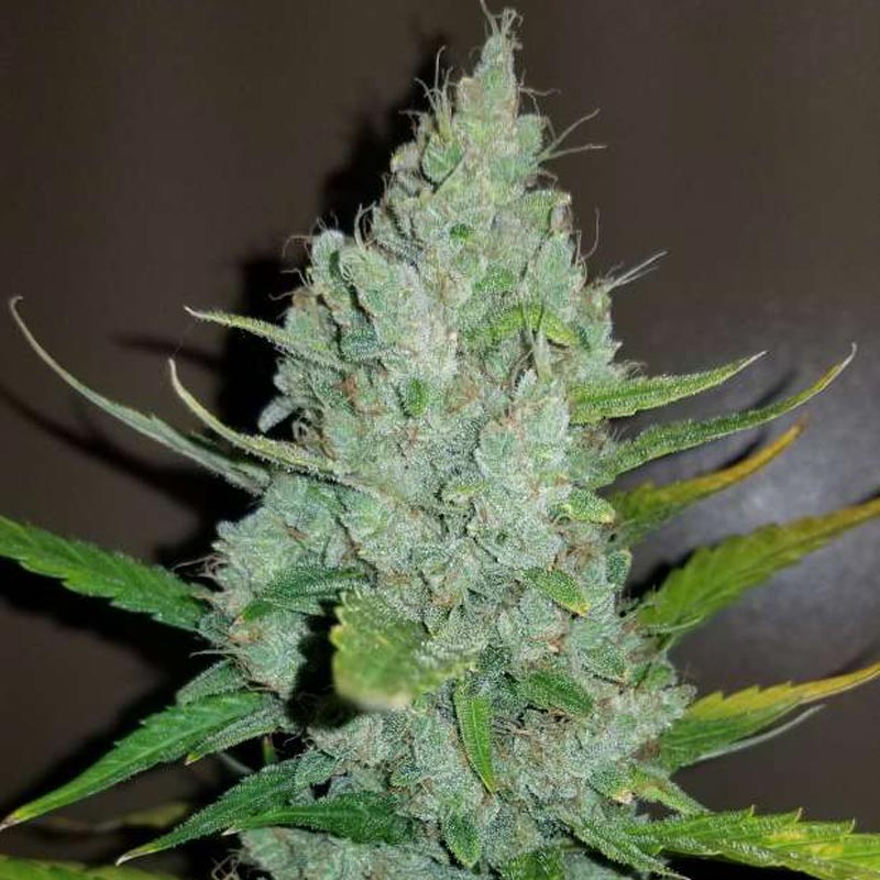 Original Sour Diesel Auto 1