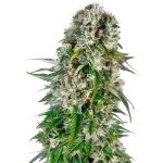 Big Bud Automatic 1