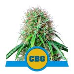 Royal CBG Auto 1