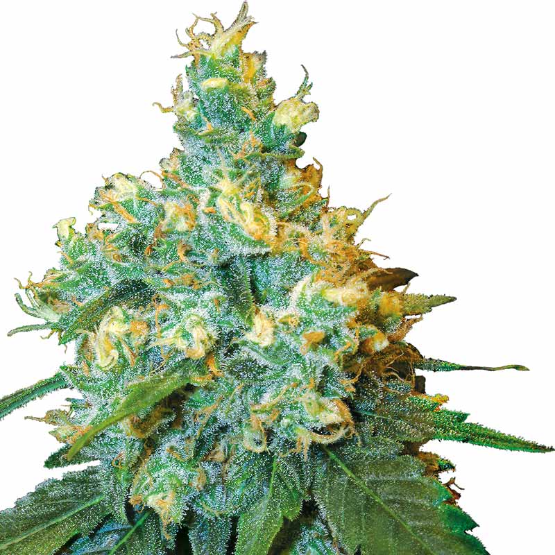 Jack Herer 1