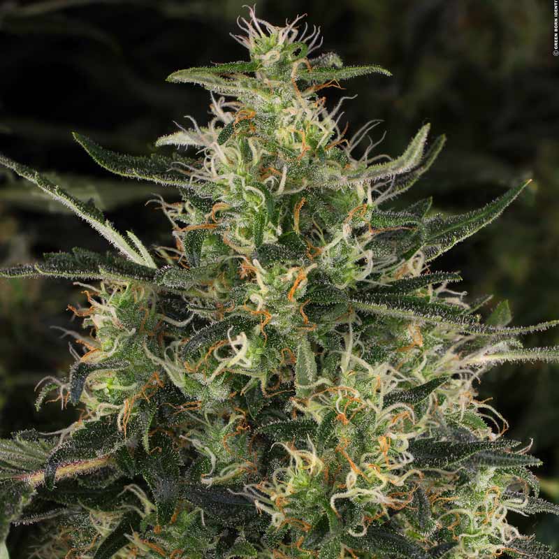 CBD Chronic 1