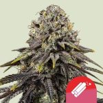 Dynamite Diesel Dynamite Diesel Cannabis Samen 1