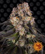 Girl Scout Cookies Girl Scout Cookies Cannabis Samen 1