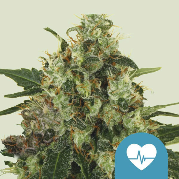 Medical Mass Medical Mass Cannabis Samen 1