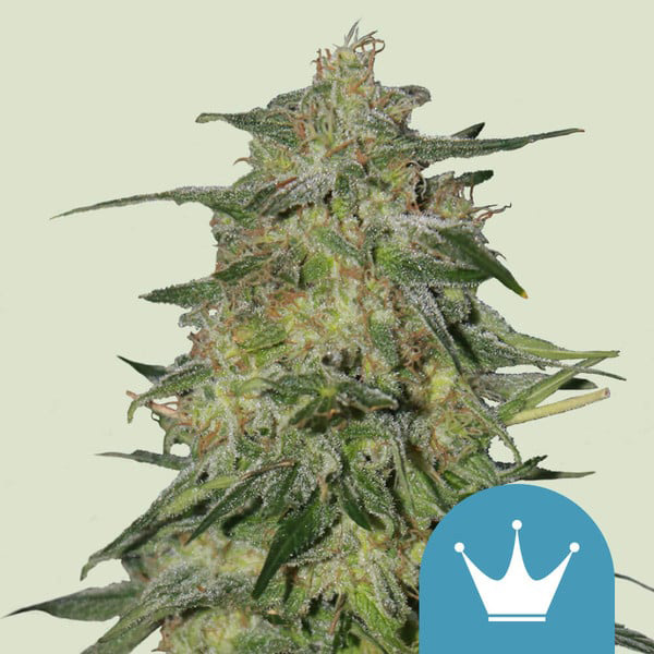 Royal Highness Royal Highness Cannabis Samen 1