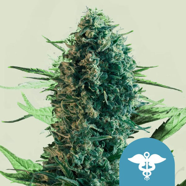 Royal Medic Royal Medic Cannabis Samen 1