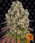 Sour Diesel Sour Diesel Cannabis Samen 1