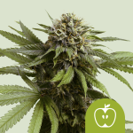 Apple Fritter Auto 1